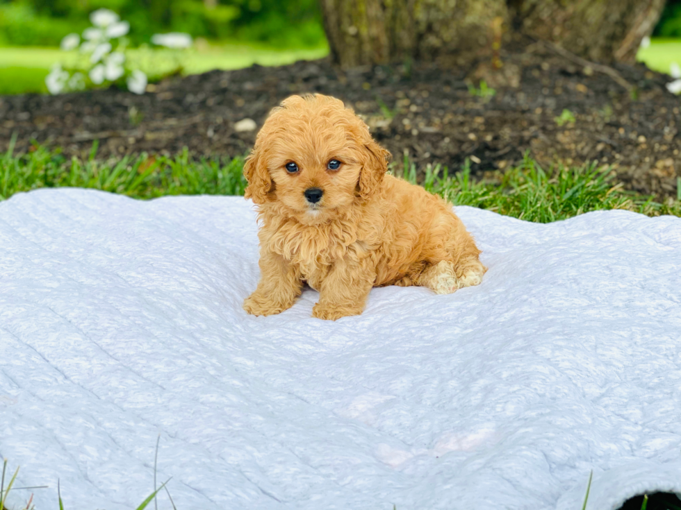 Energetic Cavoodle Poodle Mix Puppy