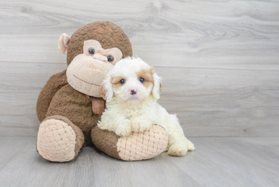 Best Cavapoo Baby