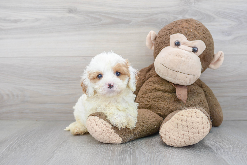 Cavapoo Pup Being Cute