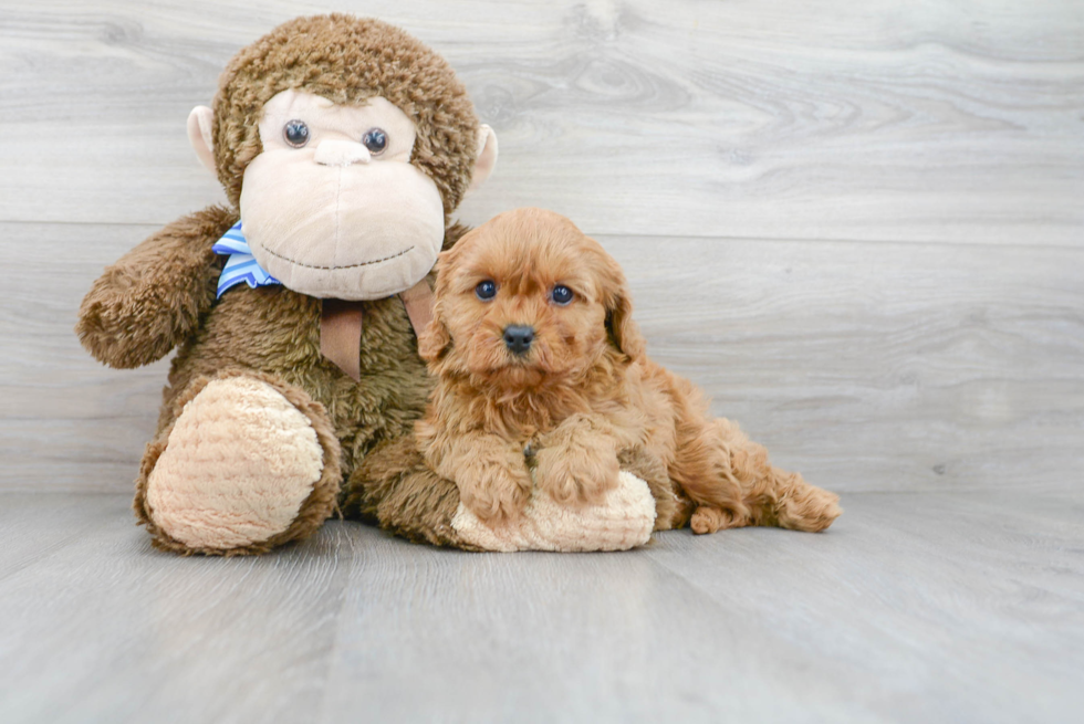 Cute Cavapoo Baby