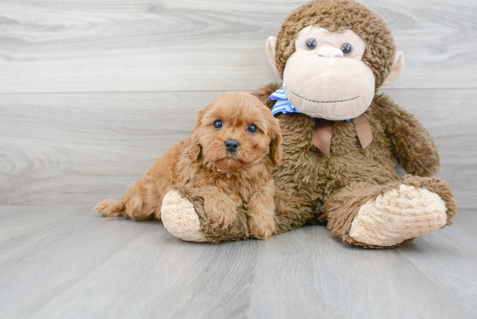 Energetic Cavoodle Poodle Mix Puppy