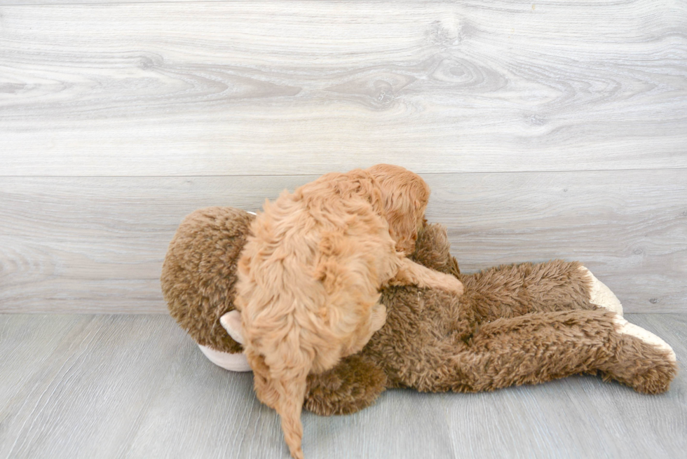 Cavapoo Pup Being Cute