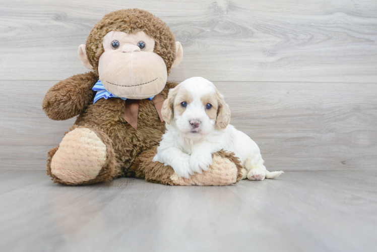 Playful Cavoodle Poodle Mix Puppy