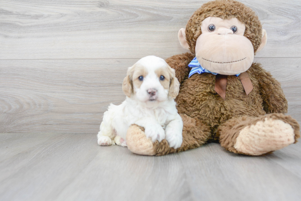 Best Cavapoo Baby