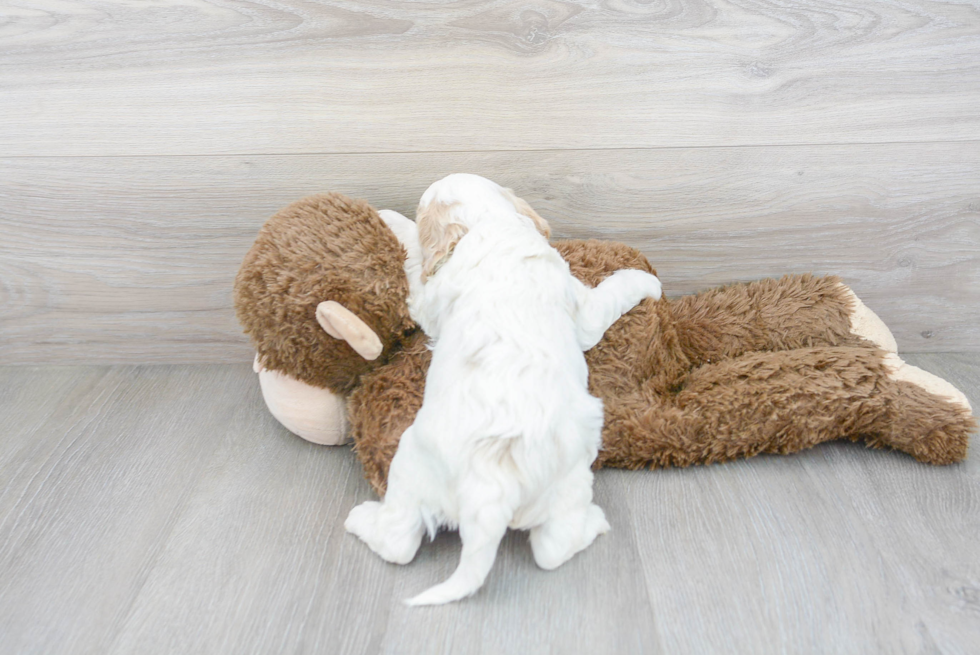 Petite Cavapoo Poodle Mix Pup