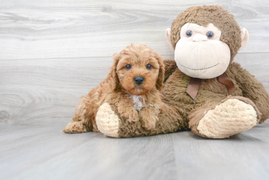 Little Cavoodle Poodle Mix Puppy