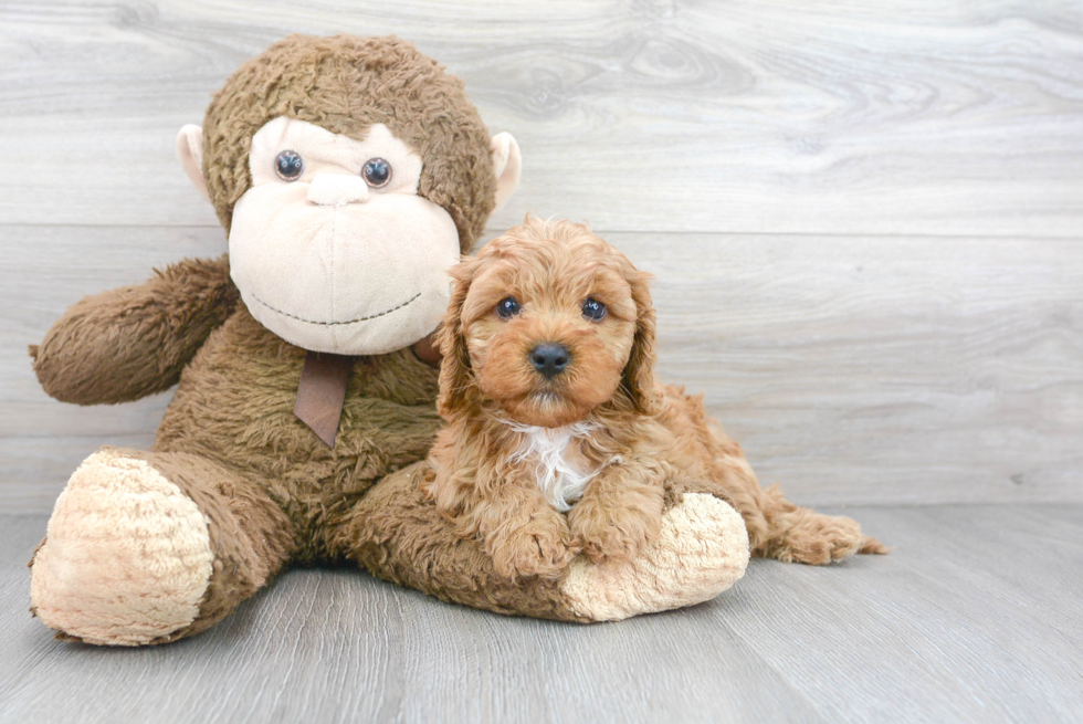 Cavapoo Pup Being Cute