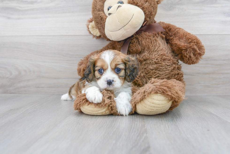 Cavapoo Pup Being Cute