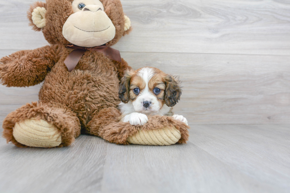 Petite Cavapoo Poodle Mix Pup