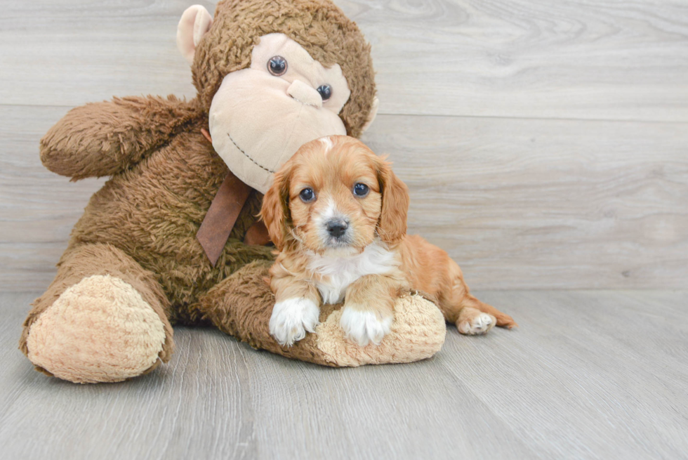 Hypoallergenic Cavoodle Poodle Mix Puppy