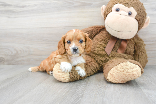 Cavapoo Puppy for Adoption