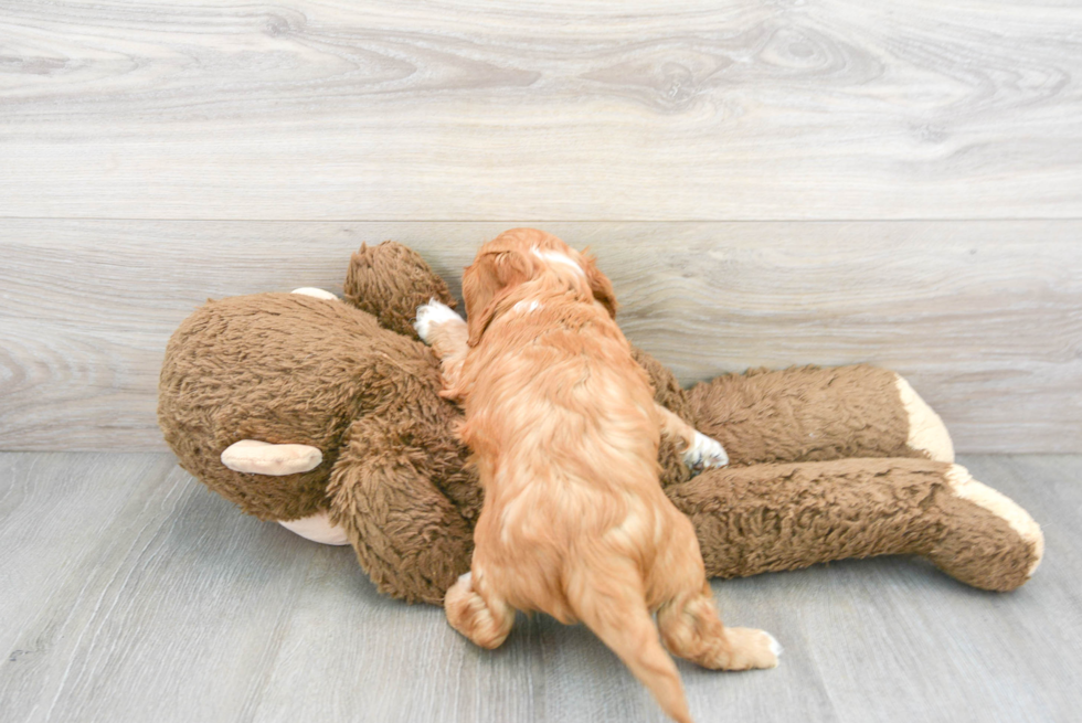 Cavapoo Pup Being Cute