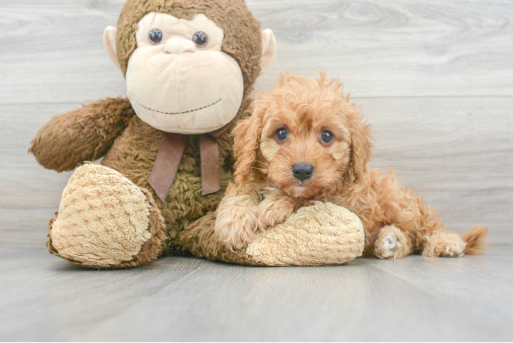 Best Cavapoo Baby