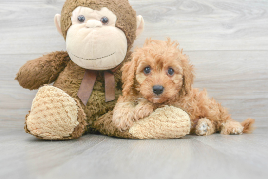 Best Cavapoo Baby