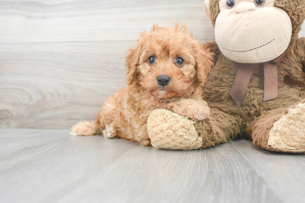 Cavapoo Pup Being Cute