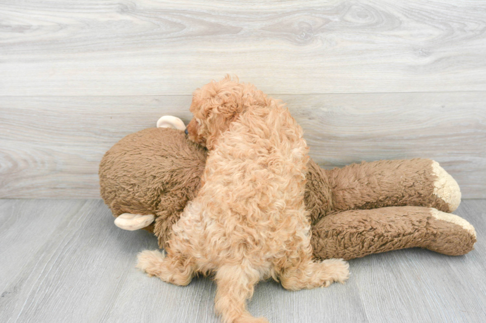 Happy Cavapoo Baby