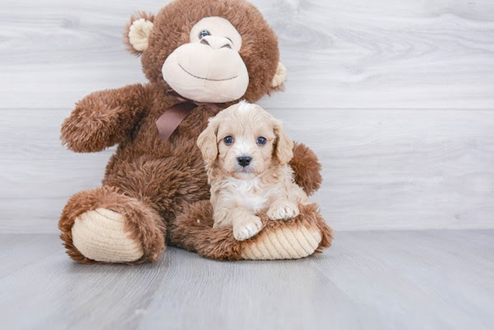 Cavapoo Puppy for Adoption