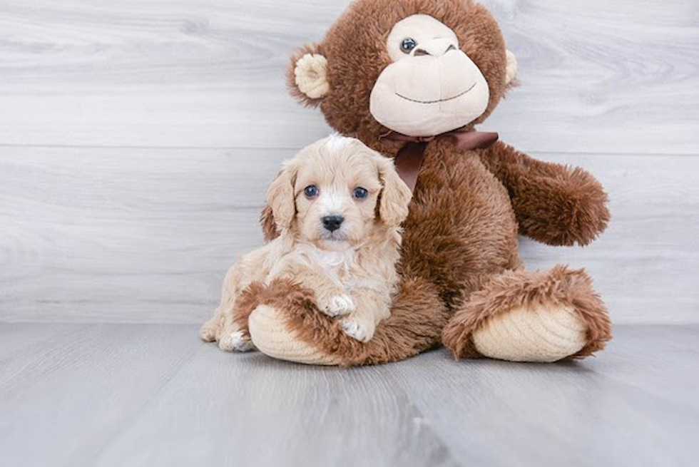 Cavapoo Pup Being Cute