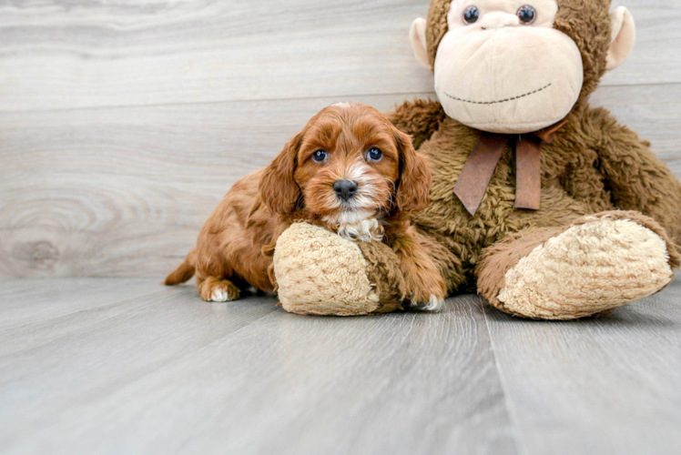 Best Cavapoo Baby