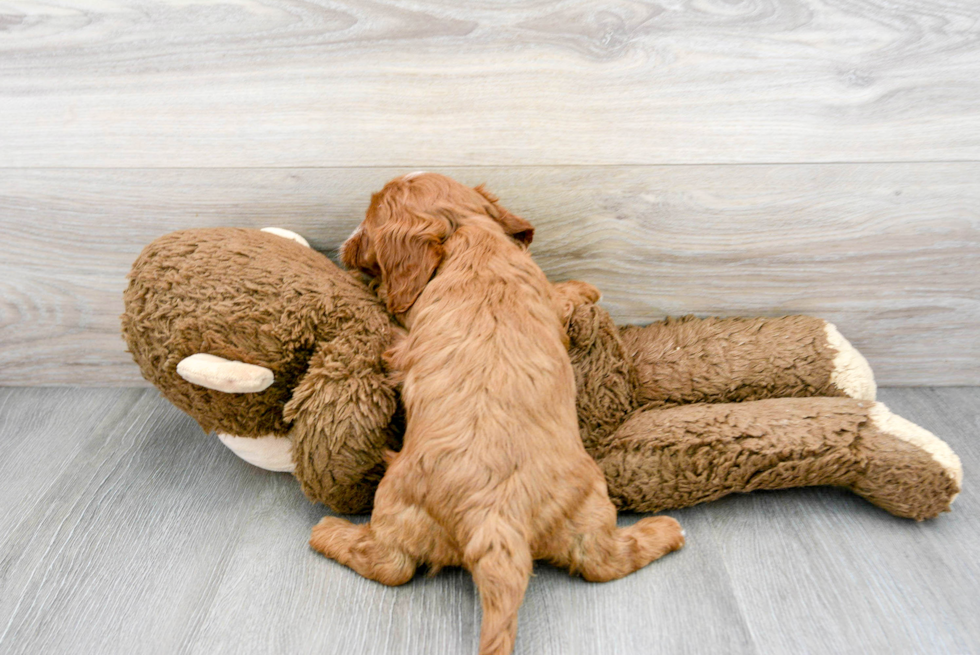 Cavapoo Puppy for Adoption