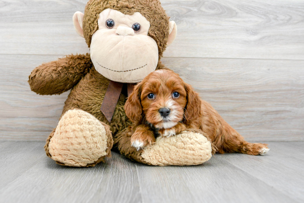 Adorable Cavoodle Poodle Mix Puppy