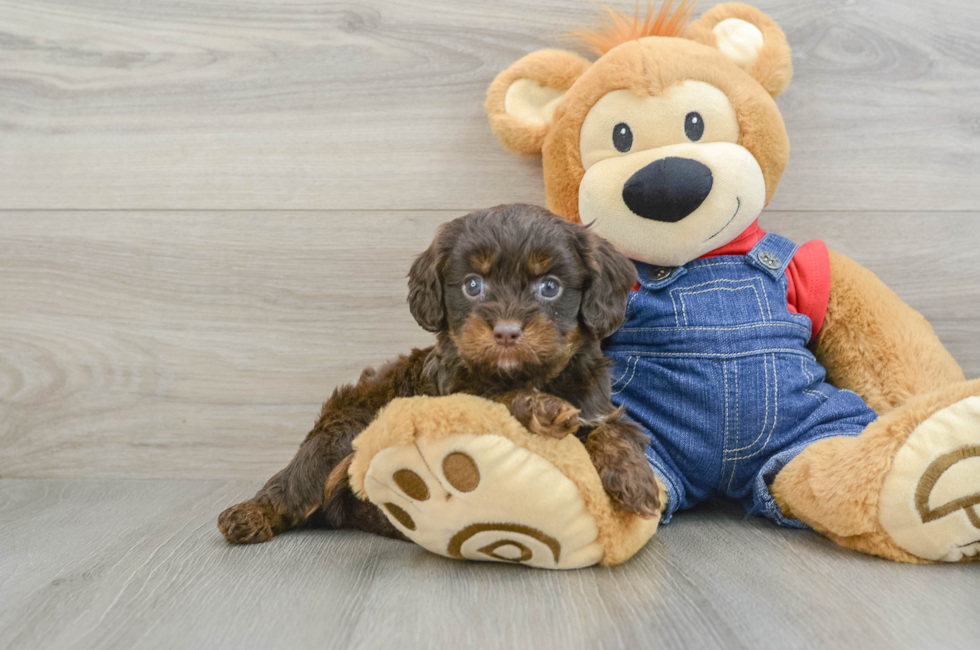 5 week old Cavapoo Puppy For Sale - Premier Pups