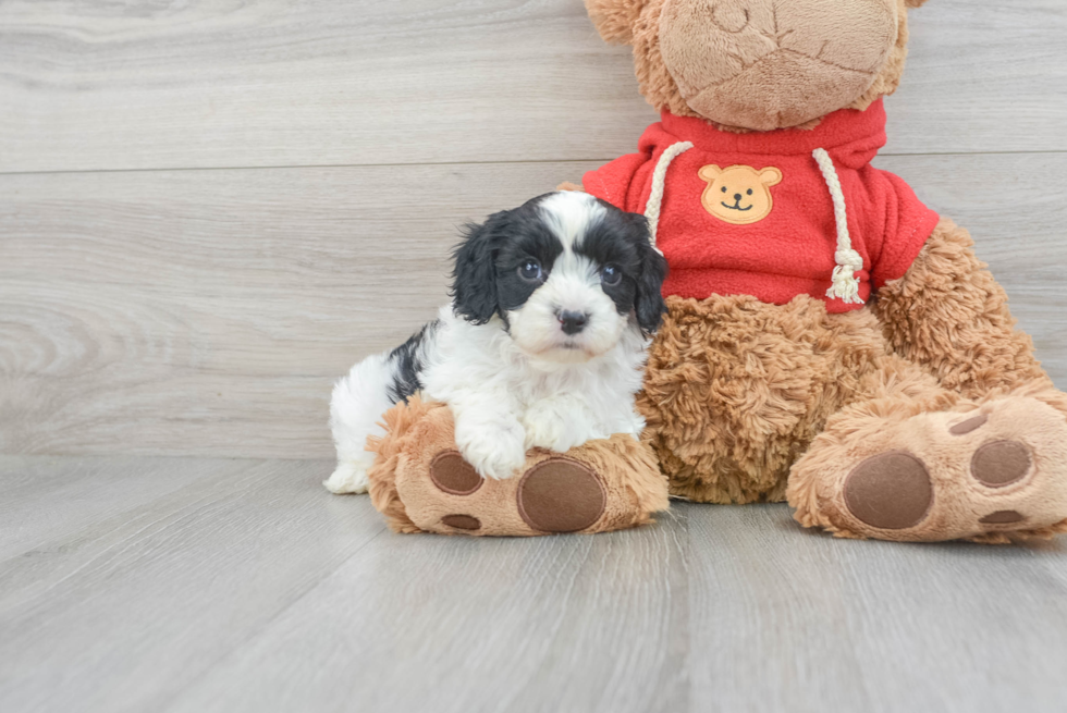 Energetic Cavoodle Poodle Mix Puppy