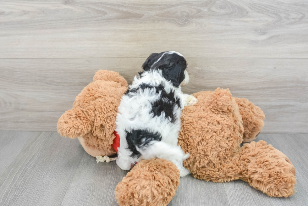 Cavapoo Puppy for Adoption