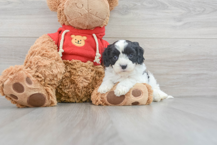 Cavapoo Puppy for Adoption