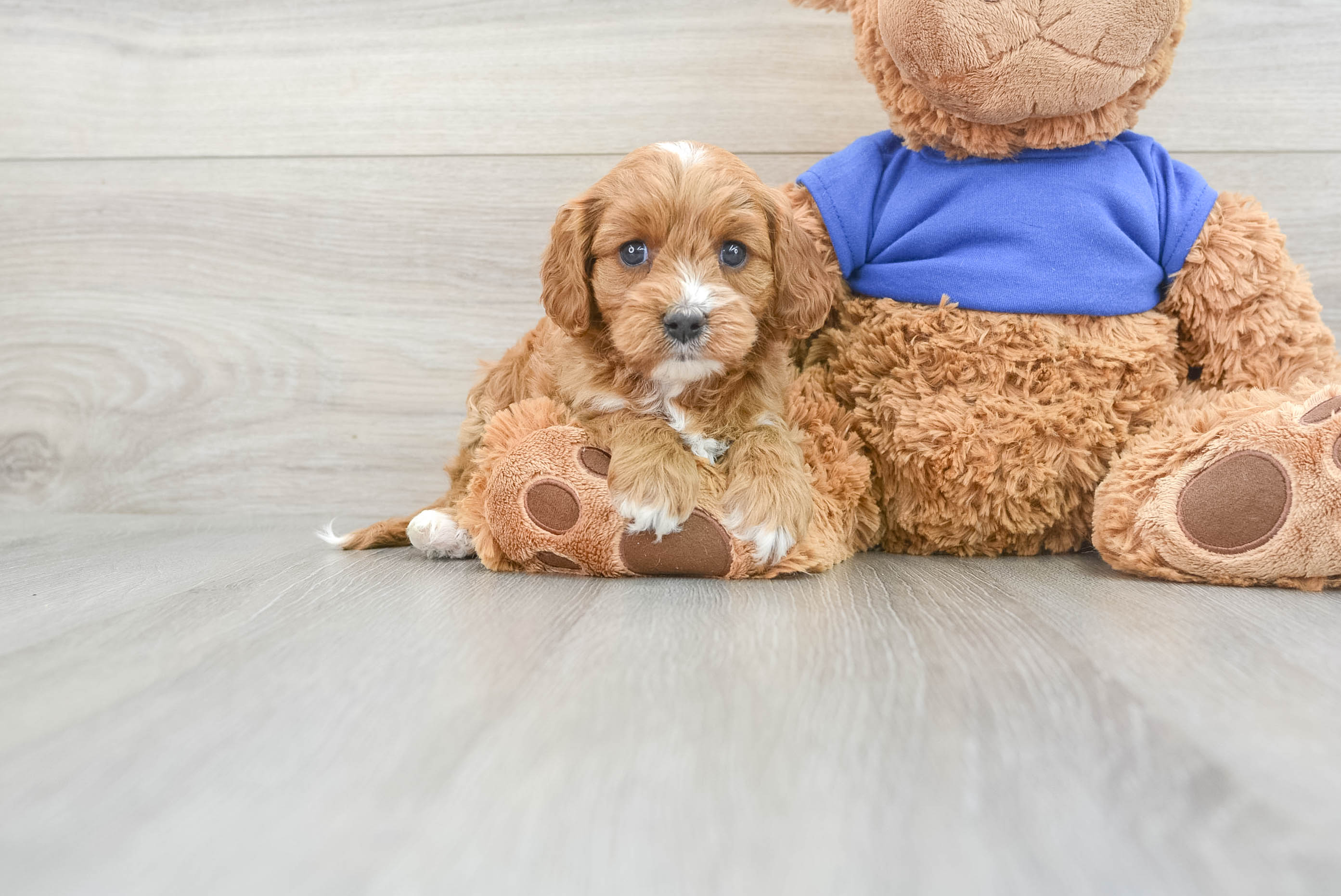 Cavapoo Puppy for Adoption
