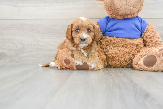 Cavapoo Puppy for Adoption