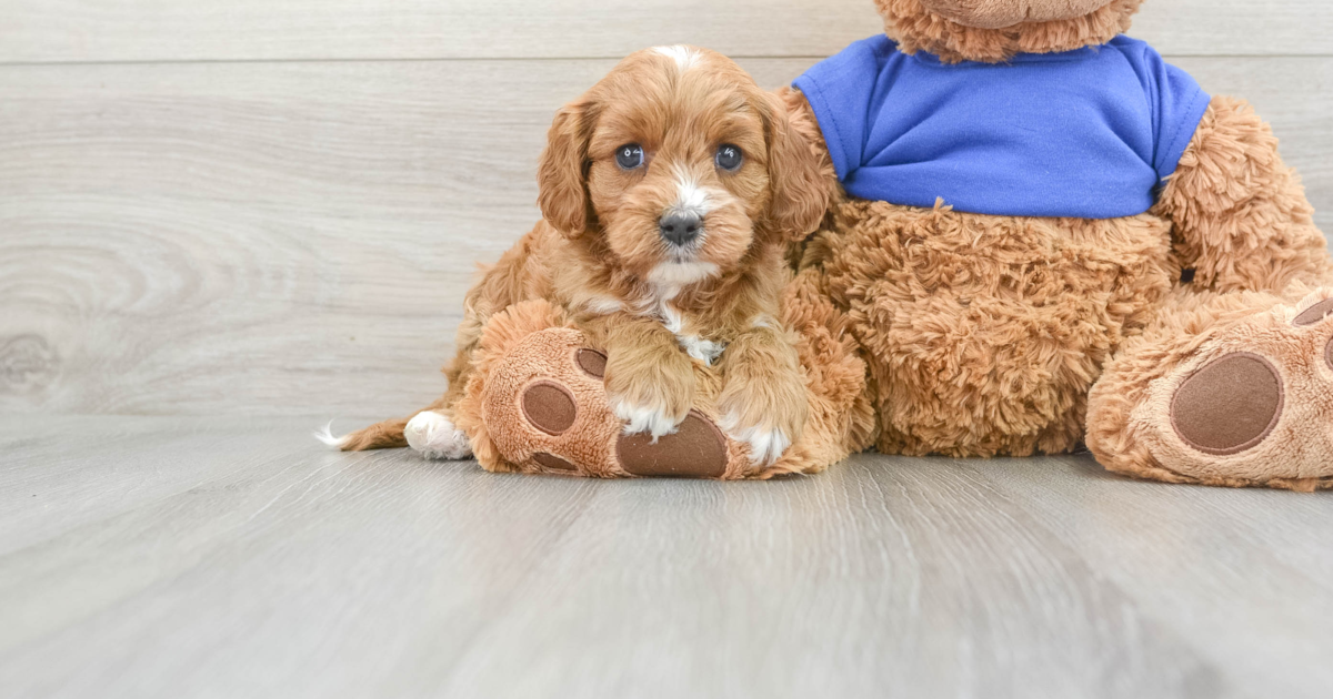 Hypoallergenic Cavapoo Jenelle: 4lb 2oz Doodle Puppy