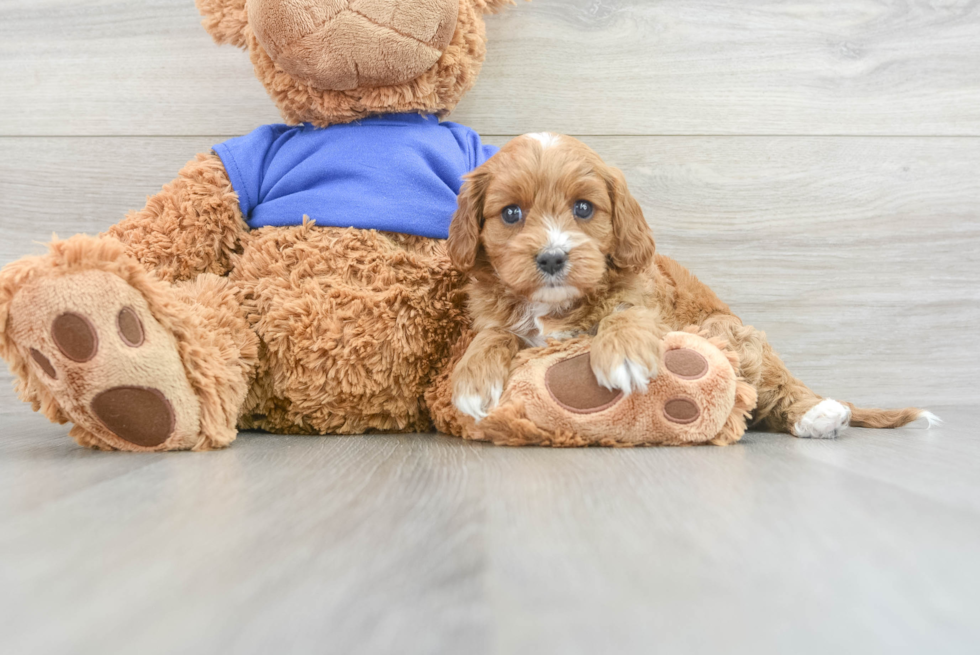 Happy Cavapoo Baby