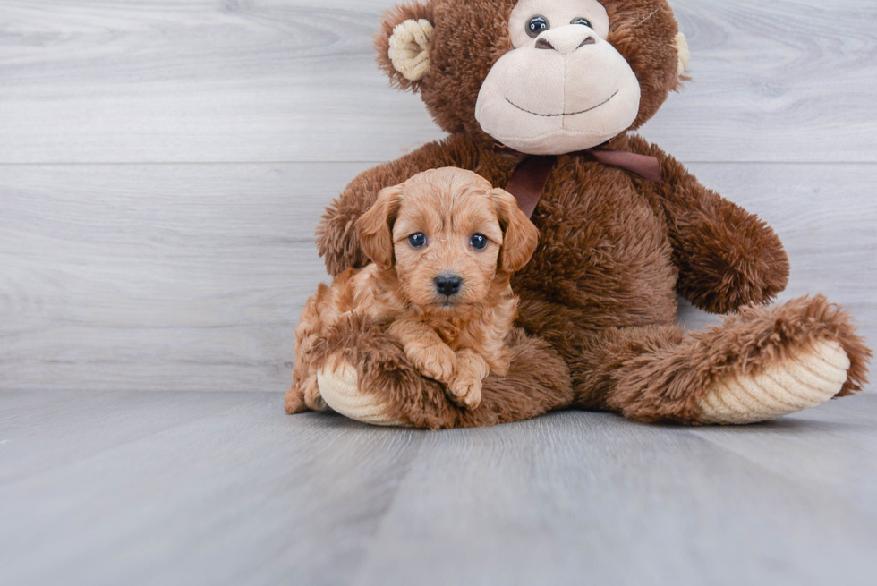 Best Cavapoo Baby