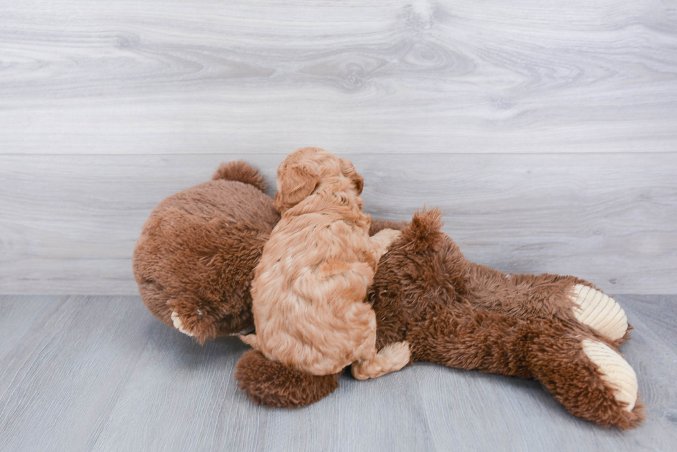 Friendly Cavapoo Baby