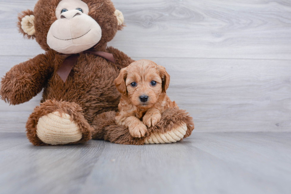 Fluffy Cavapoo Poodle Mix Pup