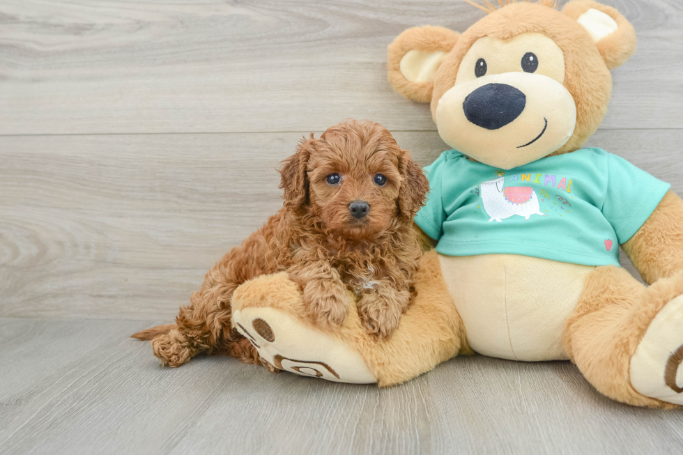 Little Cavipoo Poodle Mix Puppy