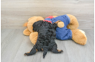 Energetic Cavoodle Poodle Mix Puppy