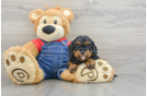 Cavapoo Puppy for Adoption