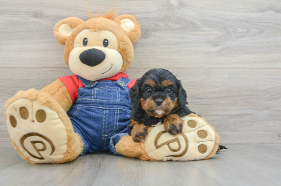 5 week old Cavapoo Puppy For Sale - Premier Pups