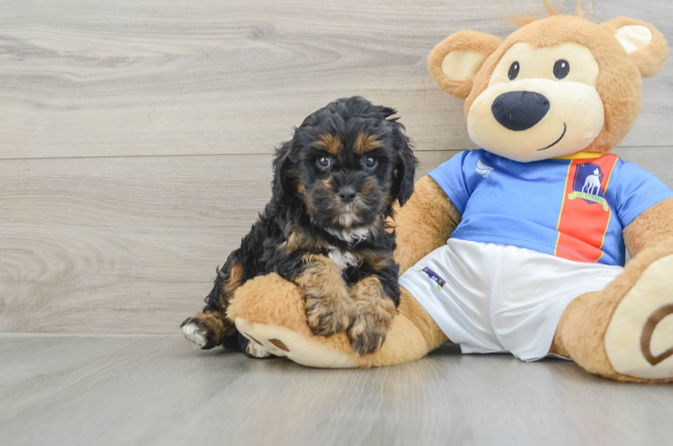 6 week old Cavapoo Puppy For Sale - Premier Pups