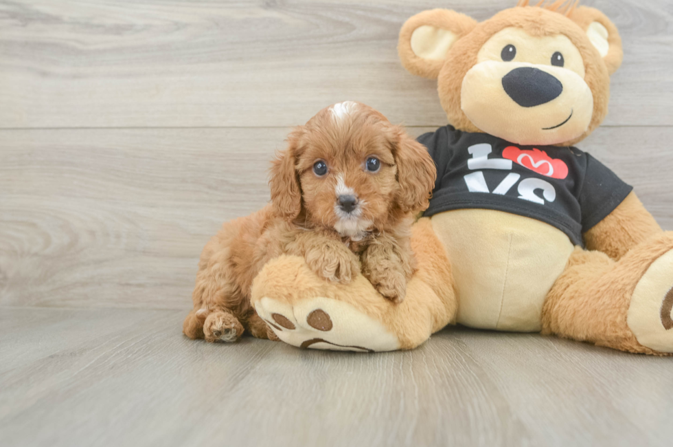 6 week old Cavapoo Puppy For Sale - Premier Pups