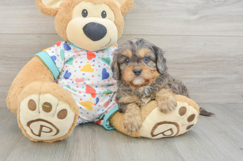 5 week old Cavapoo Puppy For Sale - Premier Pups