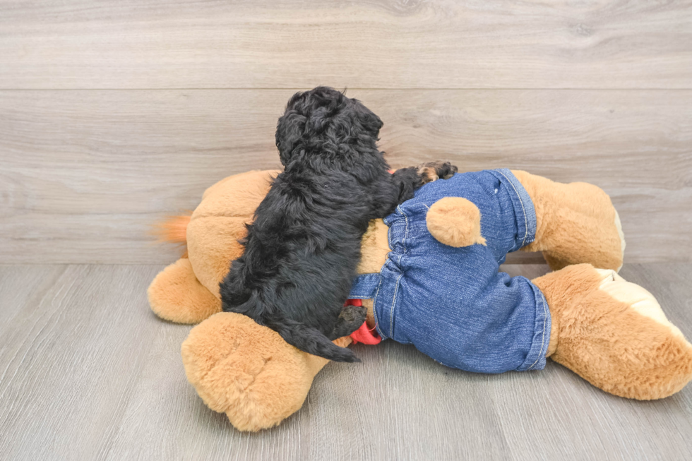 Sweet Cavapoo Baby