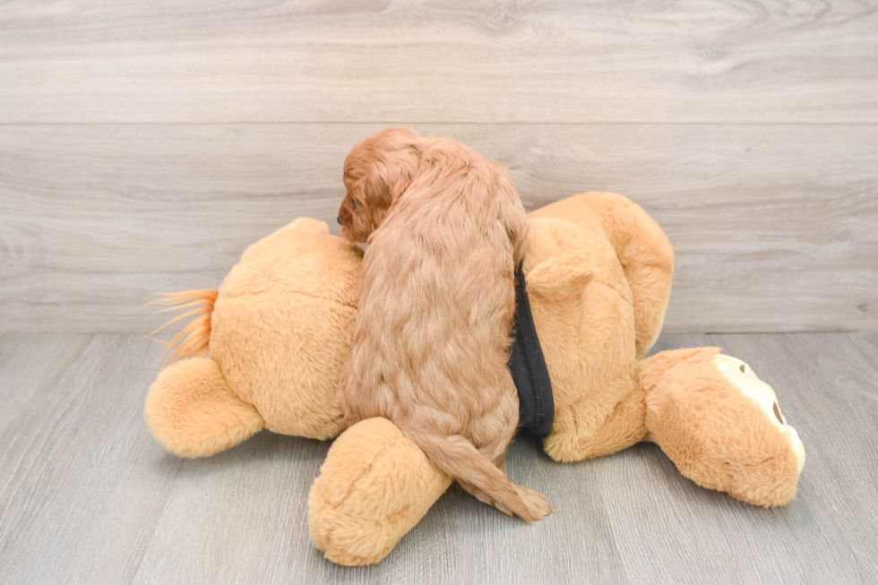 Friendly Cavapoo Baby
