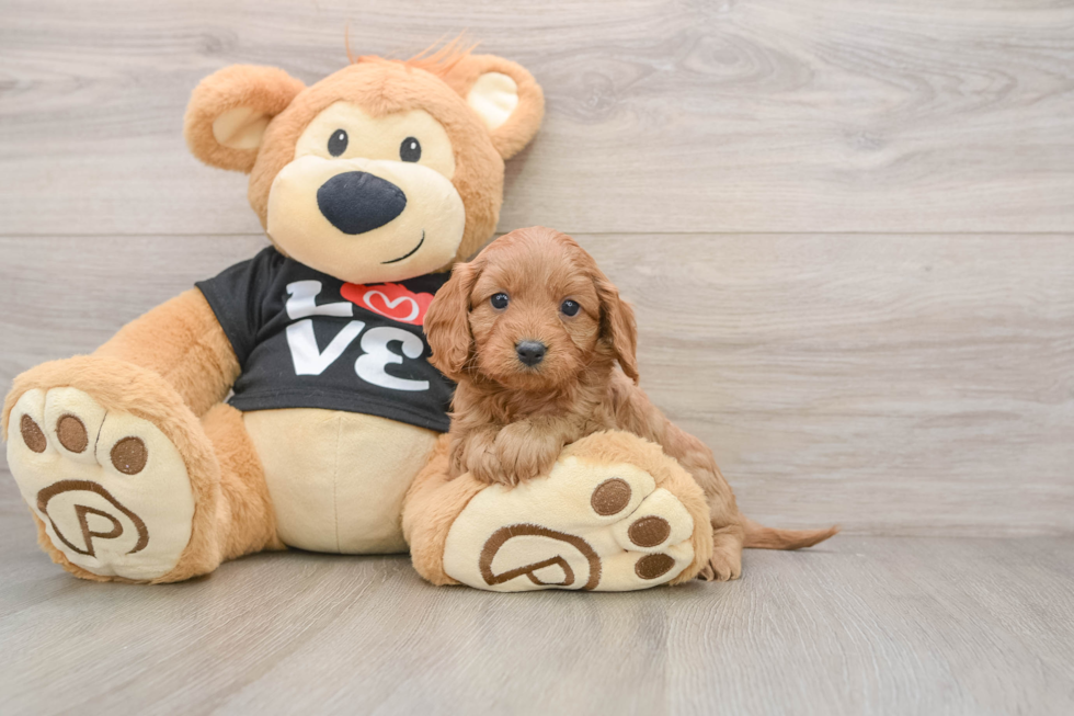 Cavapoo Pup Being Cute