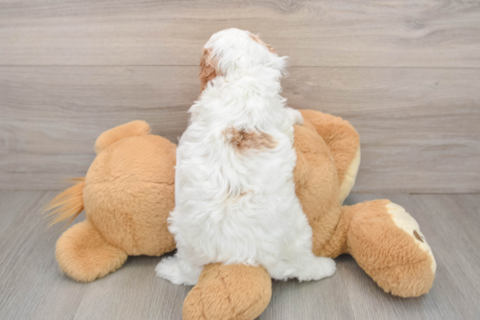 Little Cavipoo Poodle Mix Puppy