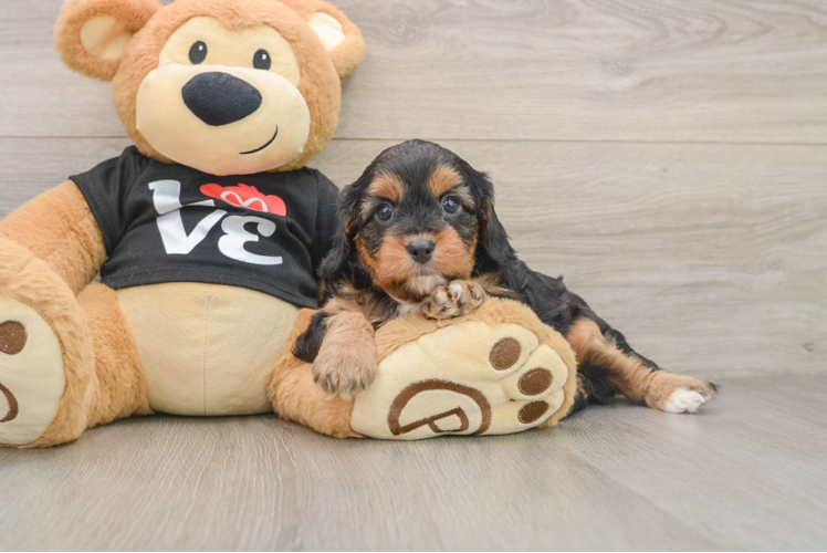 Adorable Cavalier King Charles Spaniel and Poodle Mix Poodle Mix Puppy