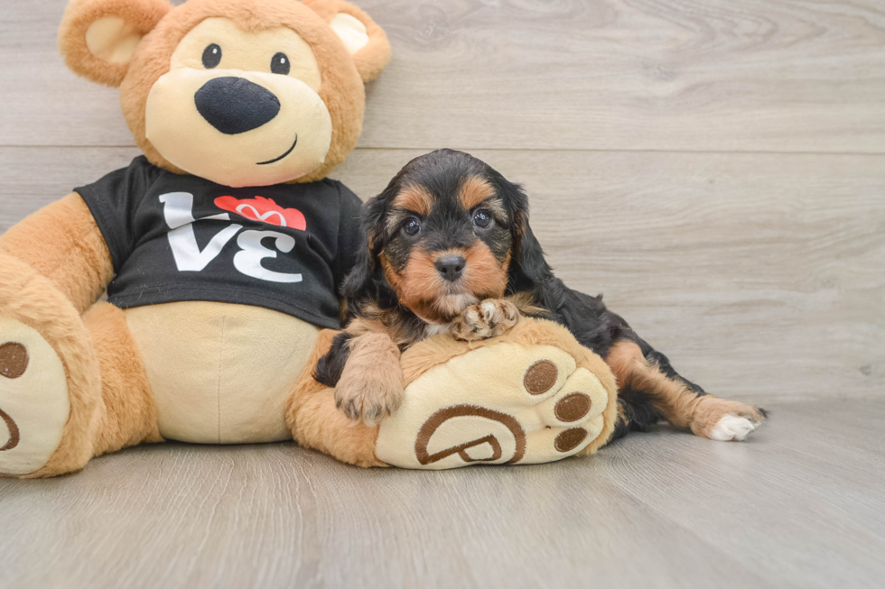 Adorable Cavalier King Charles Spaniel and Poodle Mix Poodle Mix Puppy