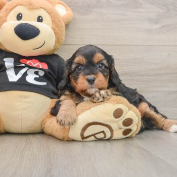 Adorable Cavalier King Charles Spaniel and Poodle Mix Poodle Mix Puppy